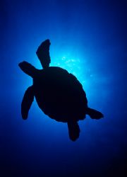 green sea turtle taken in palau at ngemelis wall with my ... by Kevin Davidson 